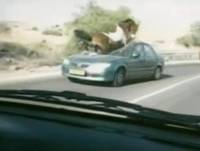 Video : Horse Crashing into Car