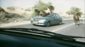 Video : Horse Crashing into Car