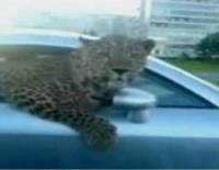 Video: Leopard in Audi TT