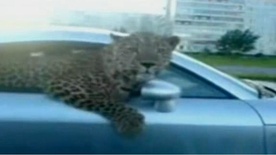 Video: Leopard in Audi TT