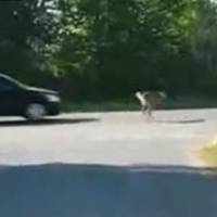 Video: Deer vs Car