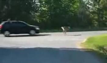 Video: Deer vs Car