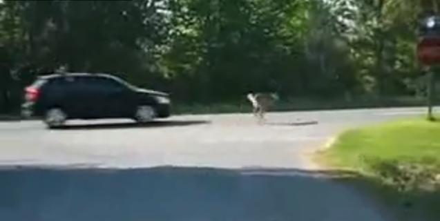 Video: Deer vs Car