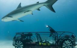 Volkswagen Beetle Convertible - This year Shark Week surprise