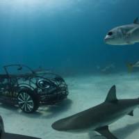 Volkswagen Beetle Convertible - This year Shark Week surprise