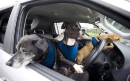 April's Fools Day: Volkswagen paw-wheel-drive program unveiled