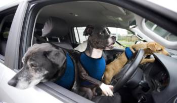 April's Fools Day: Volkswagen paw-wheel-drive program unveiled