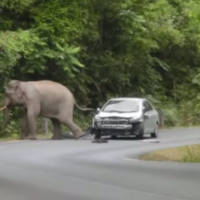 Elephant road hazard in Thai national park