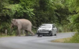 Elephant road hazard in Thai national park