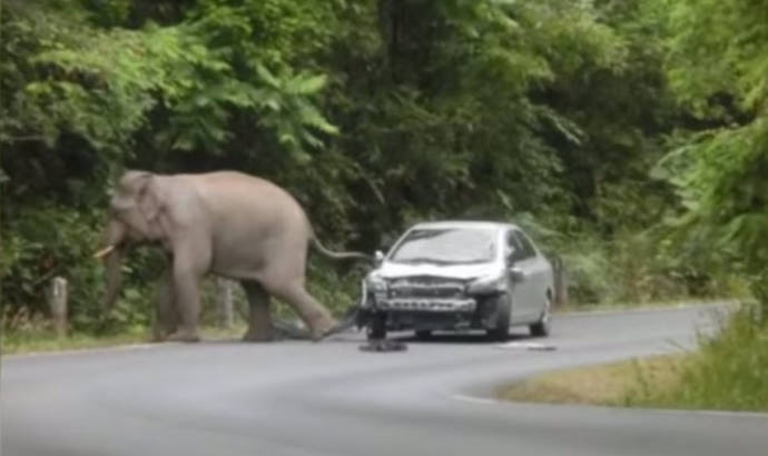 Elephant road hazard in Thai national park