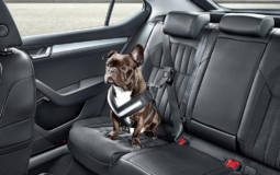 Skoda launches accesories to transport dogs in the car