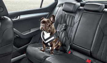 Skoda launches accesories to transport dogs in the car