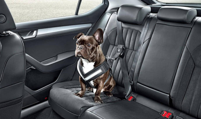 Skoda launches accesories to transport dogs in the car