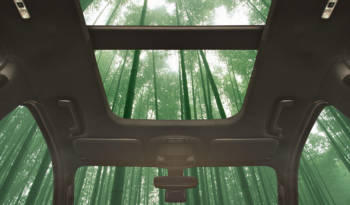 Ford could use bamboo in their cars