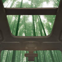 Ford could use bamboo in their cars